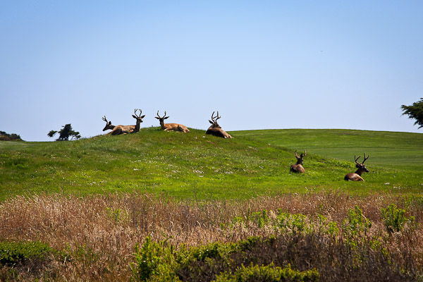 deer