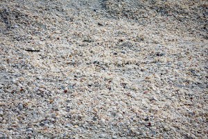 seashells, sanibel island