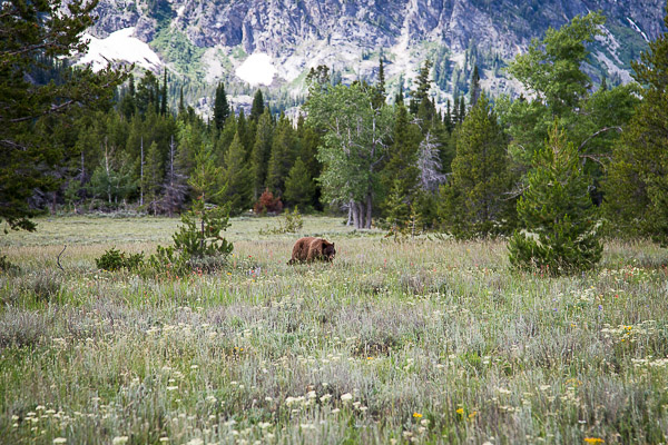 grand teton national park | the merry gourmet