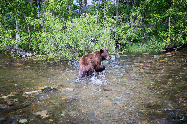 grand teton national park | the merry gourmet