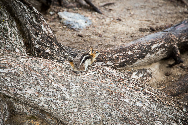 grand teton national park | the merry gourmet