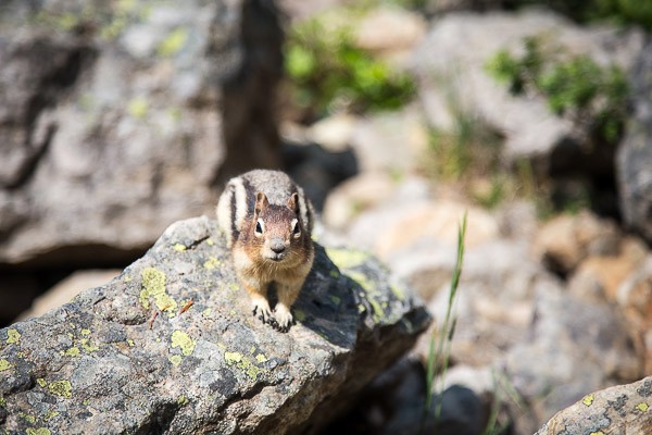 glacier national park | the merry gourmet